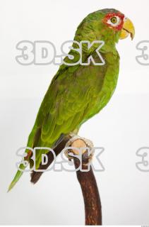 Amazon white-fronted - Amazona albifrons 0028